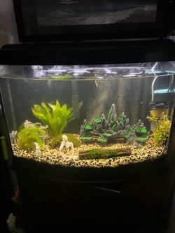 40 Gallon Bowfront Aquarium Complete Setup w/ Fish, Stand & Accessories