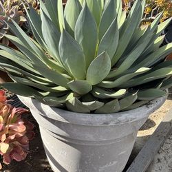 Blue glow agave
