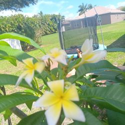 Plumeria Trees, well Established, Speedy Growers, Already 3- 5' Tall
