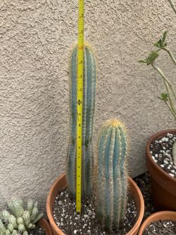 Blue torch cactus