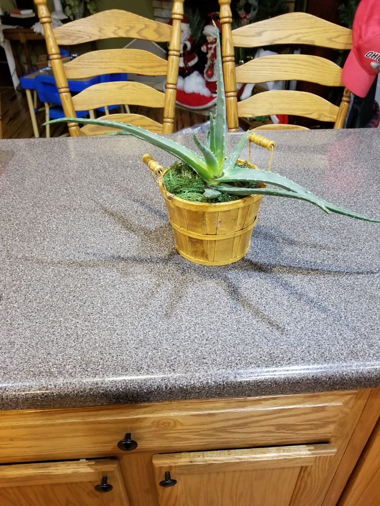 12 inch Aloe plant from inspired by Ezra line of succulents.