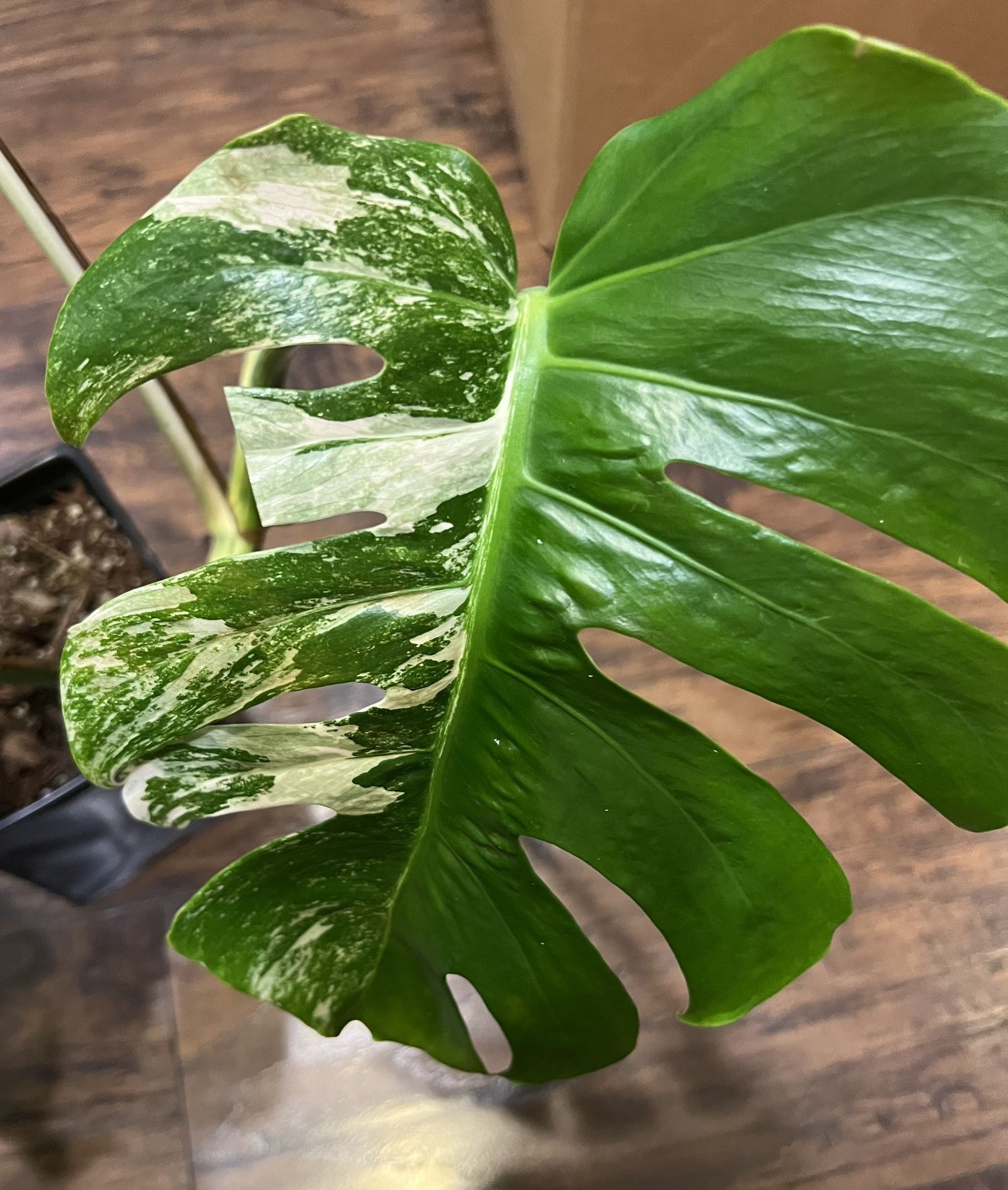 Variegated Monstera Albo Plant Cutting (pls Read Description Below)