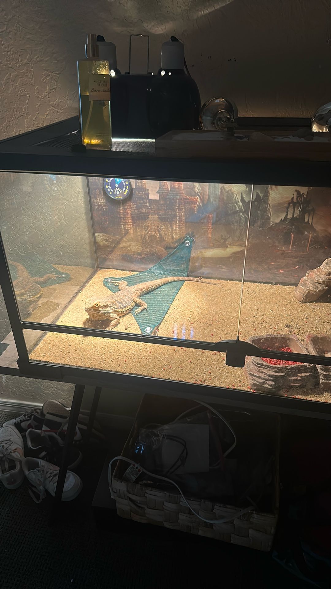 Bearded Dragon/Cage/More