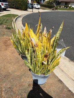 Free snake plant