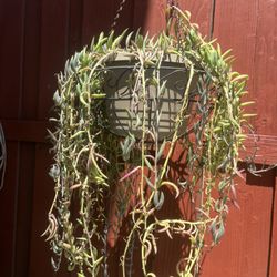 Large Succulents 