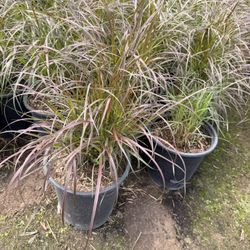 Purple Fountain Grass 5 Gal