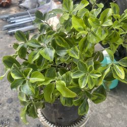 Shrub Plant