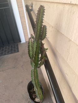 Euphorbia Trigona or African milktree Cactus