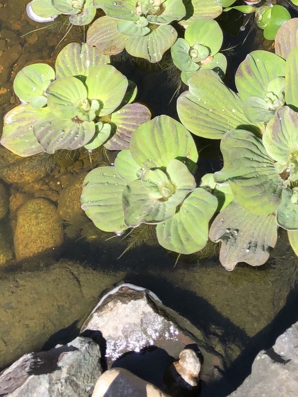 Water lettuce for Sale in Tacoma, WA - OfferUp