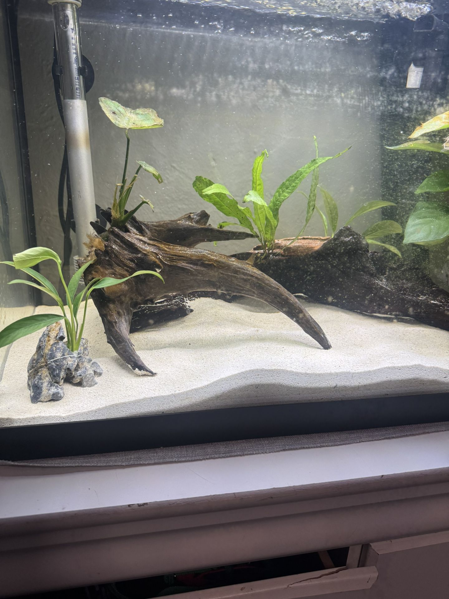 Driftwood/plant Decor