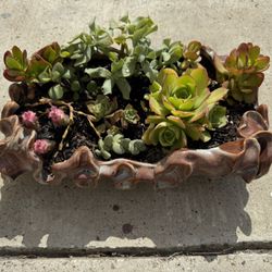 Ceramic Potted Succulents 