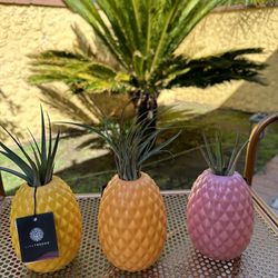 Plant Accessories/ Vases 