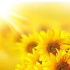 Sunshine760
