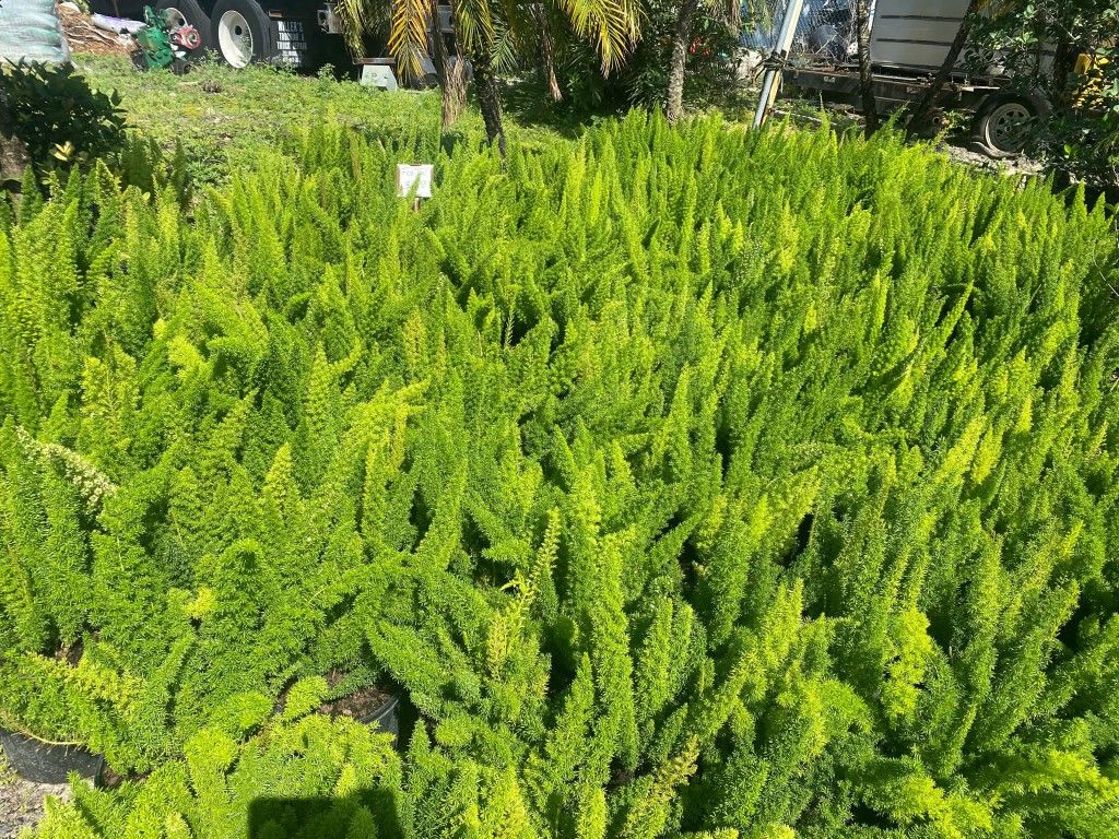 FoxTail Ferns 3 Gallons for Sale in Apopka, FL OfferUp