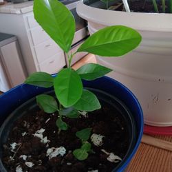 1 Year Lemon Tree