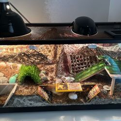 Hermit Crab Luxury Island Habitat Setup