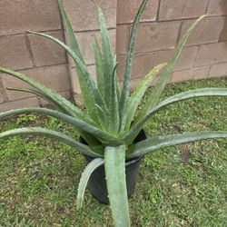 Aloe Vera Plant Medesinal 