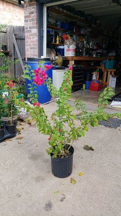 Bougainvillea plant