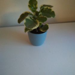 Pepperomia Plant