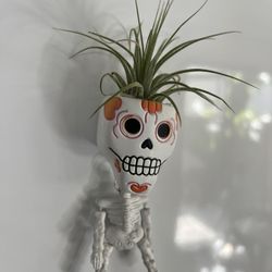 Tillandsia In Fridge Magnet Holder