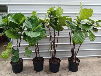 Fiddle leaf fig trees $35 each