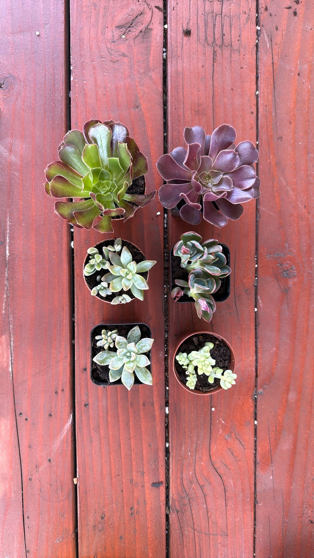 Succulent pups