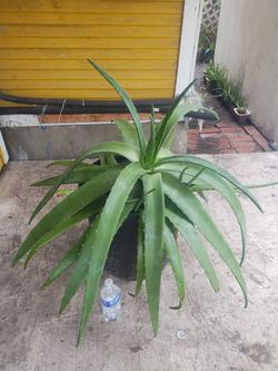 Aloe vera plants