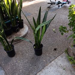 Snake Plant. San Severiana