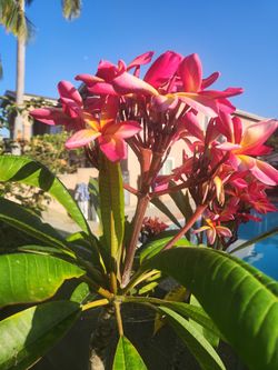 Plumerias