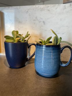 Succulents in a mug