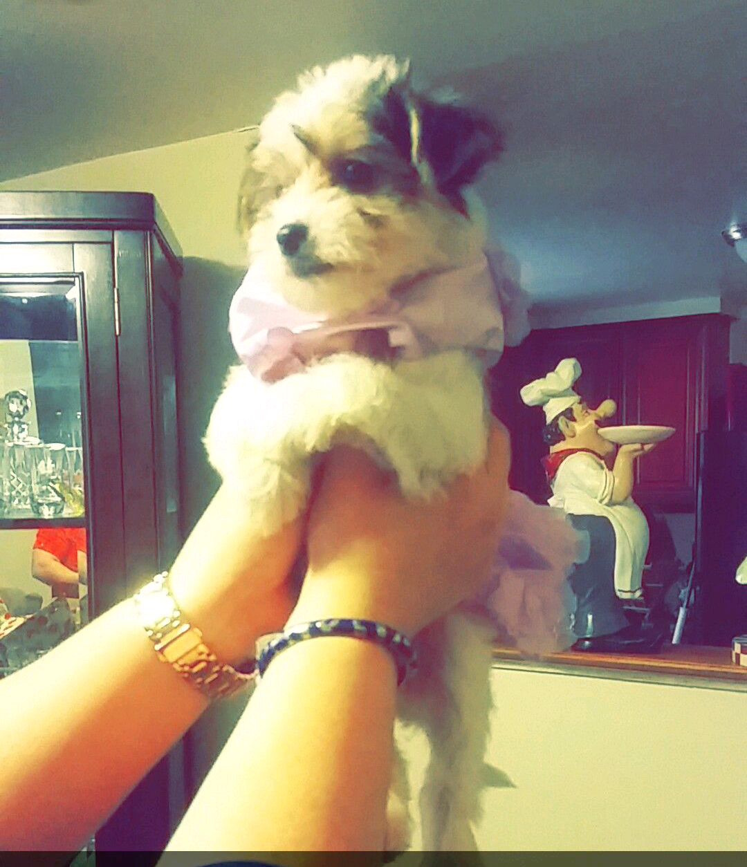 Yorkie puppy