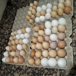 Chicken Eggs 