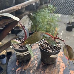 Pink princess philodendron $10 Each