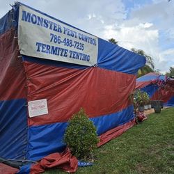 Termites- Terimitas Fumigation- Fumigacion