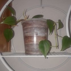 Green!    Please!