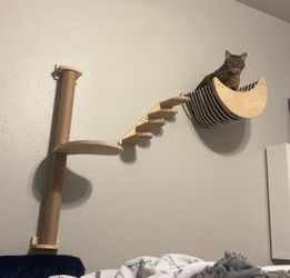 Cat wall