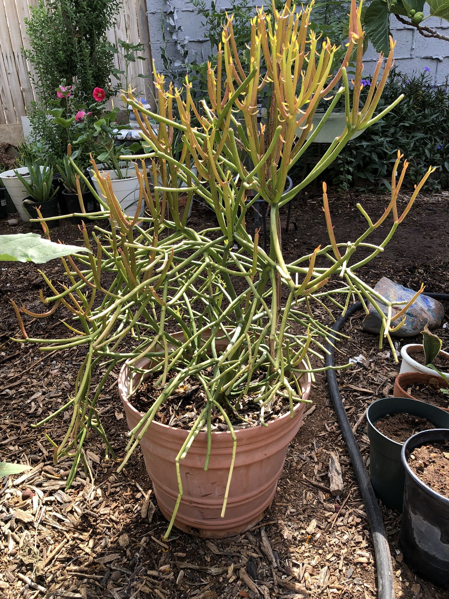 Fire Pencil Plant / Fire Stick Plant