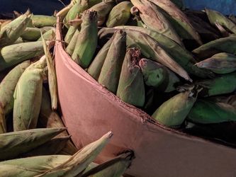 🌽 🌽