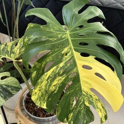 Monstera Marilyn