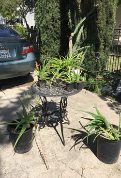Plantas de sábila. Y plantitas. 1.00. And 8 .00. Aloe Vera