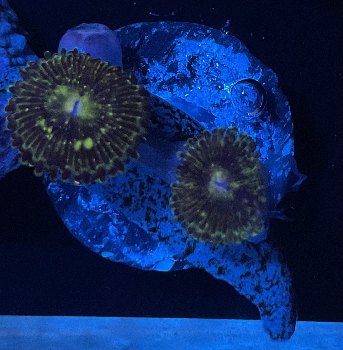 Grim Reaper Zoanthids Fake Decorations 
