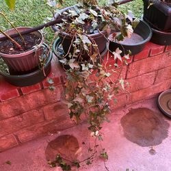 Ivy Plants In A Pot Decorative