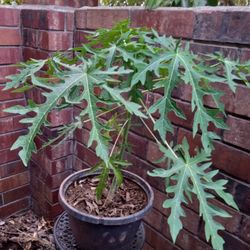 Organic Papaya  Fruit Tree Plants 3 Feet Tall