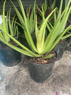 3 gallon aloe Vera plants