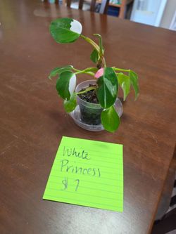 White Princess Philodendron