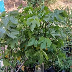  Plant + Tree      Root Growth Stimulator