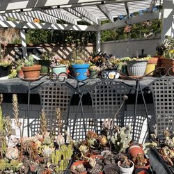 Succulents Different Sizes !