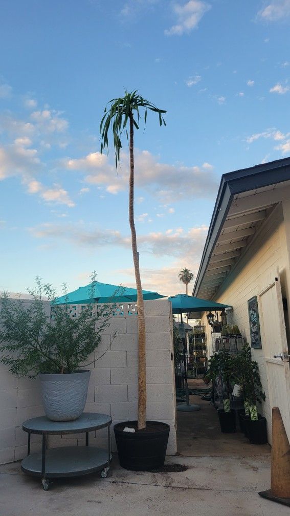 HUGE Dracaena Arborea - Indoor Plant 