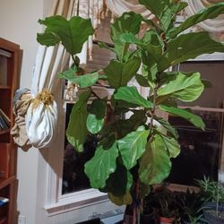 Fiddle Plant (Over 6ft)