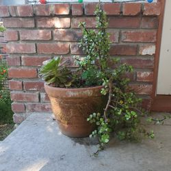 Jade Plant With Mature Flower Succulant In A Terra Cotta Pot